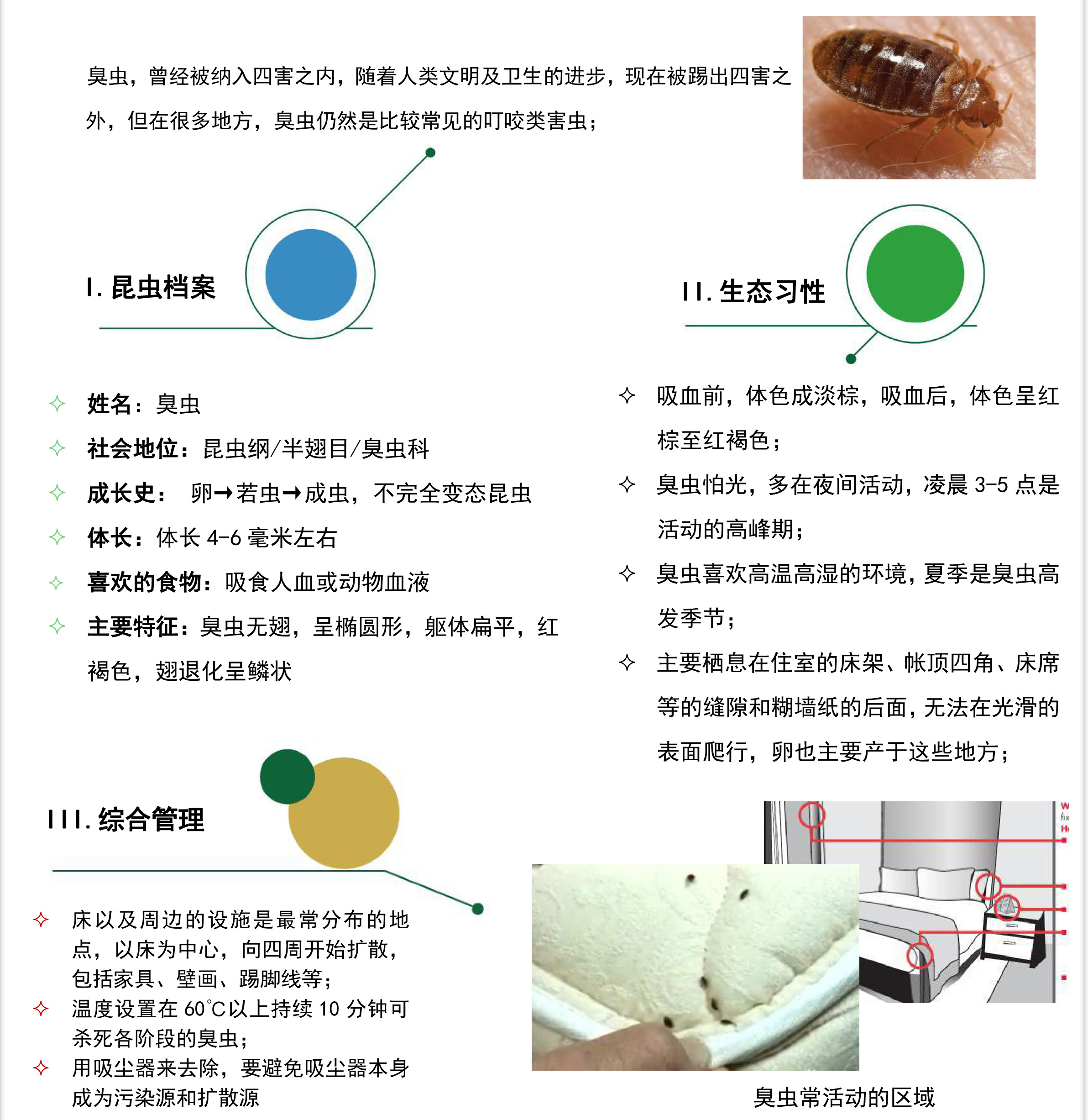 臭蟲
