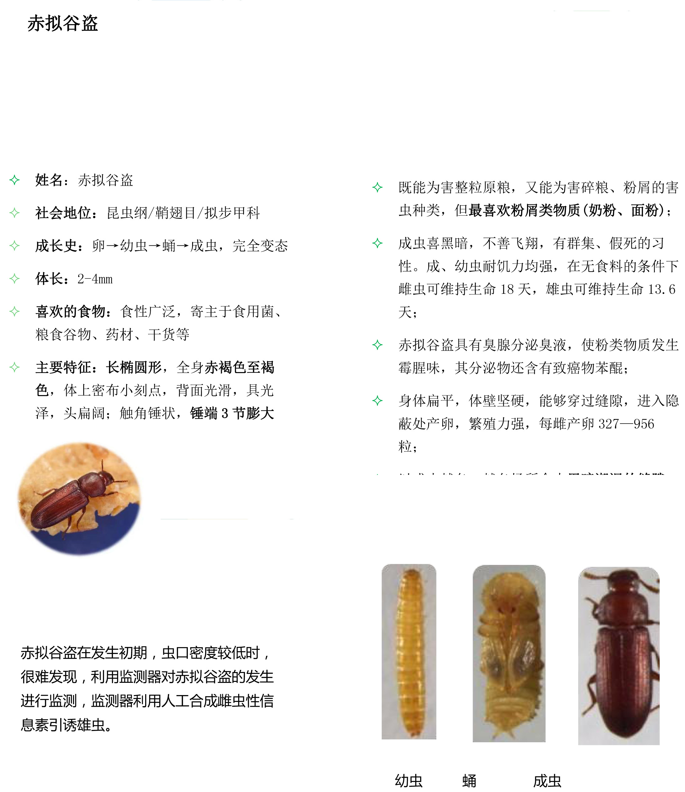 倉儲害蟲（儲量害蟲）-2.jpg