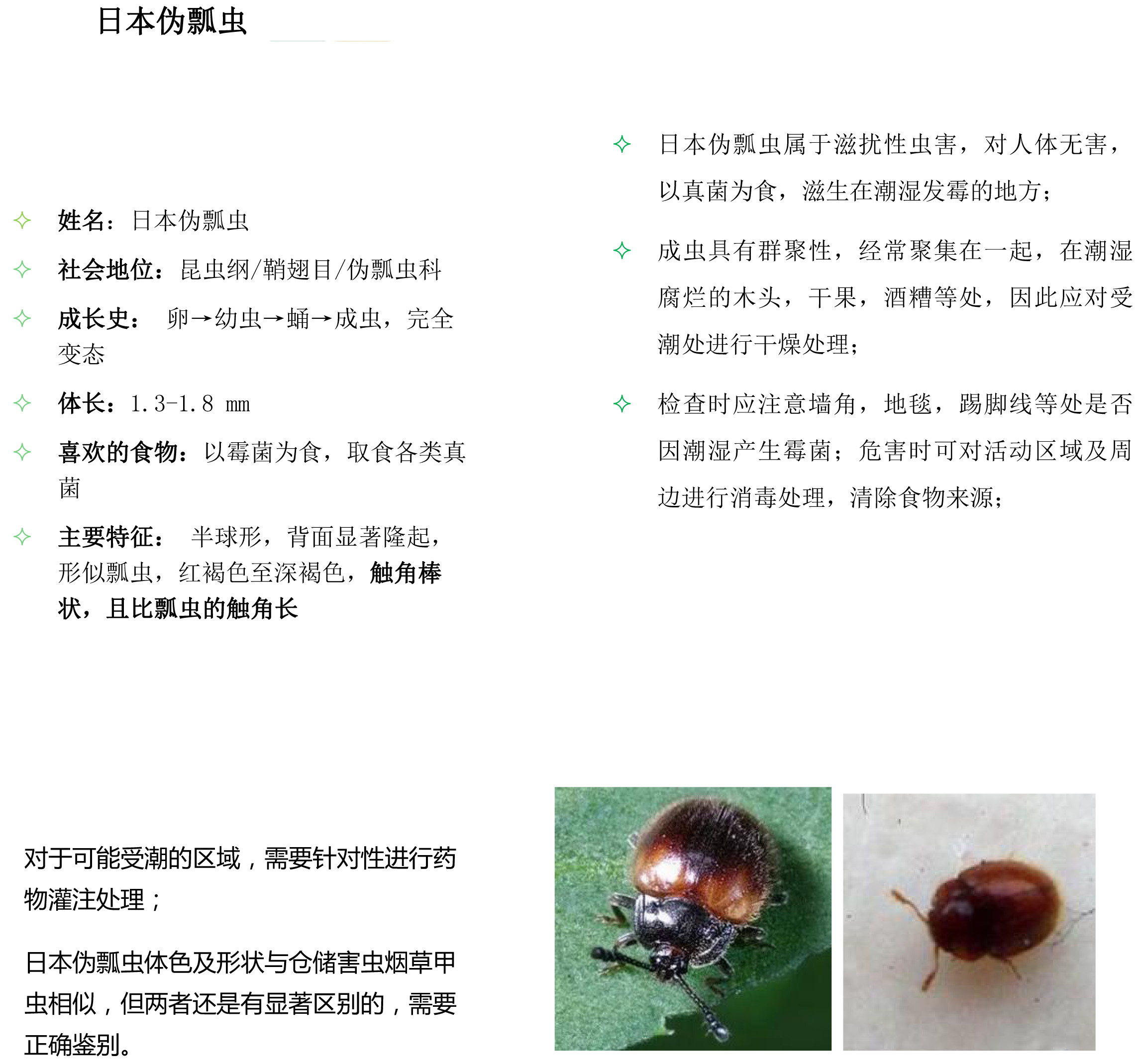 其他害蟲-2.jpg